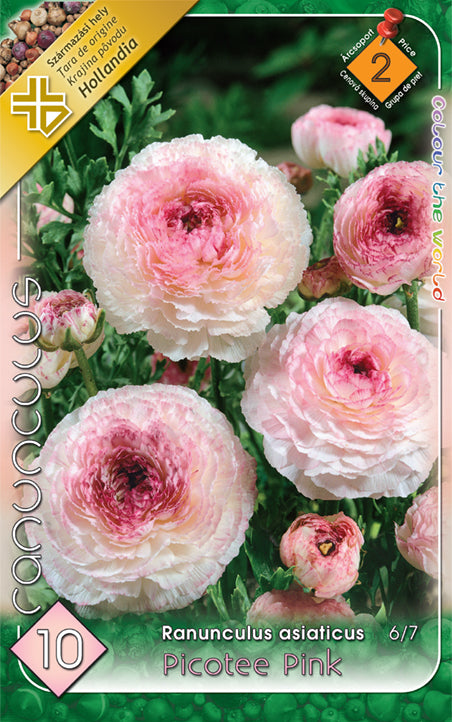 Ranunculus asiaticus Picotee Pink/10/