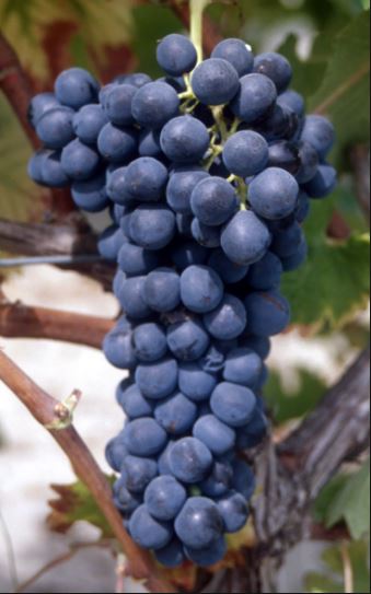 Butaşi viţă de vie / Syrah