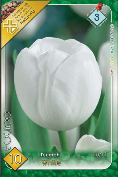 Lalele/ Tulipa Triumph white /10/