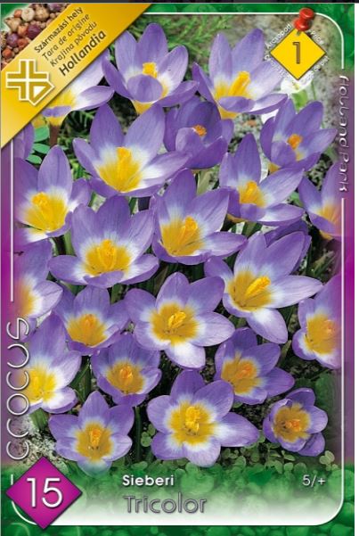 161 Crocus sieberi Tricolor /10/
