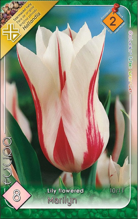 Lalele/ Tulipa lily flowered Marylin /8/