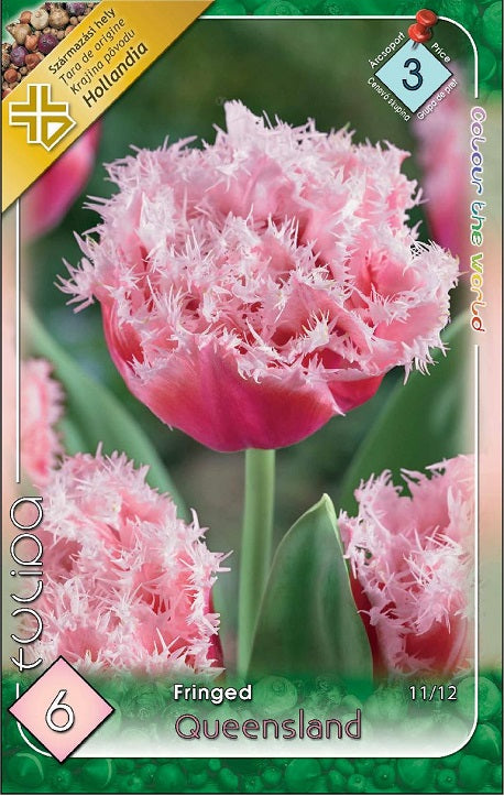 Lalele/ Tulipa fringed Queensland /6/