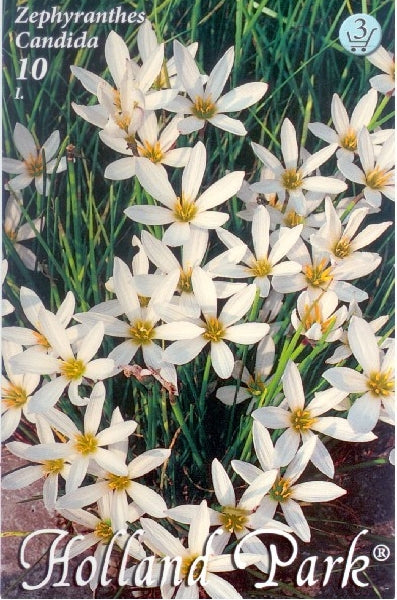 Zephiranthus candida /10/
