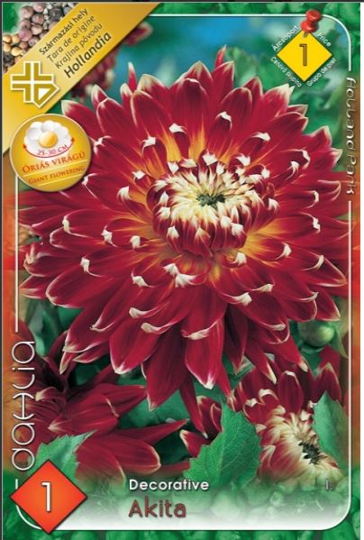 Dahlia Giant Akita/1/