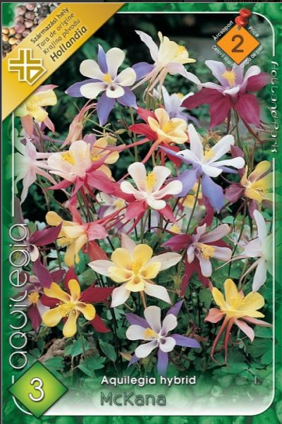 Aquilegia mixed /3/