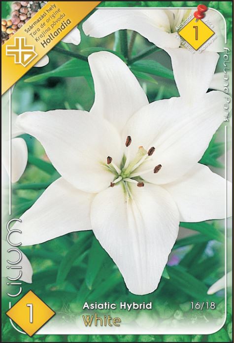 Lilium asiatic white /1/