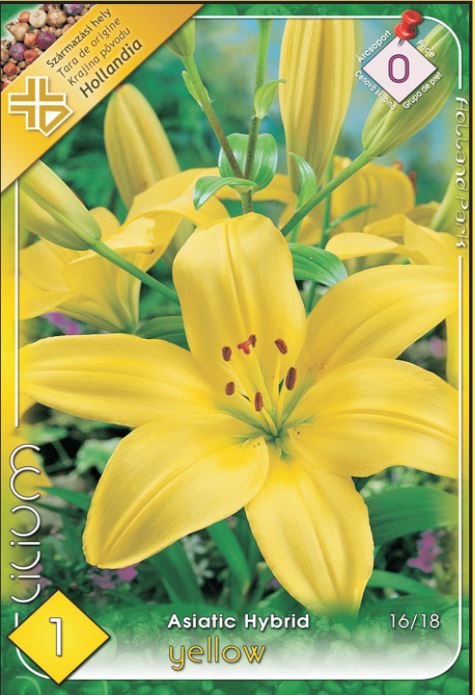 Lilium Asiatic yellow /1/