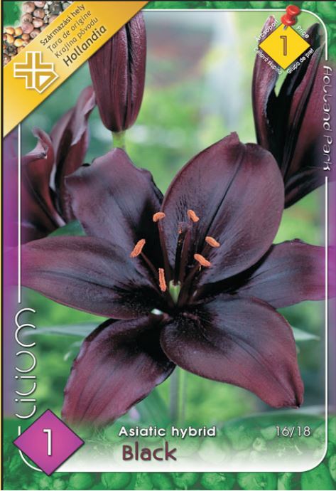 Lilium Asiatic black /1/