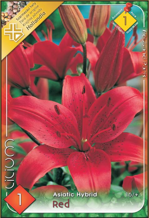 Lilium Asiatic red /1/