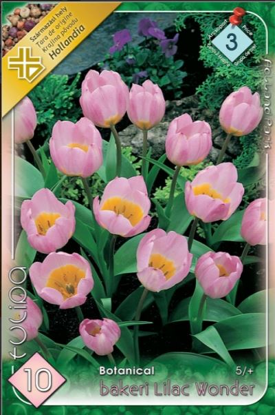 Lalele/ Tulipa botanical Bakeri Lilac Wonder /10/