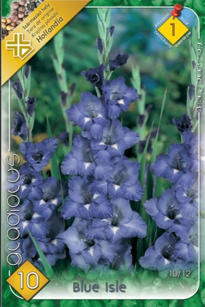 Gladiolus Blue Isle/10/