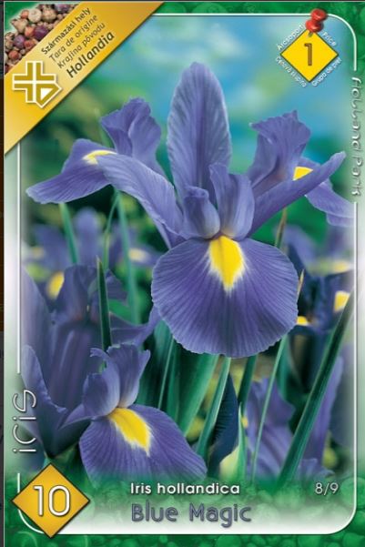 Iris hollandica blue Magic /10/