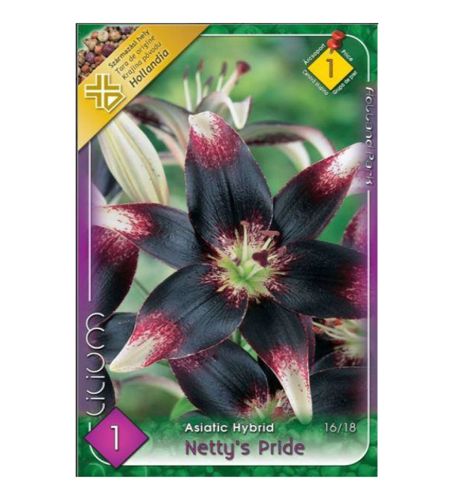 Lilium Asiatic Netty's Pride /1/