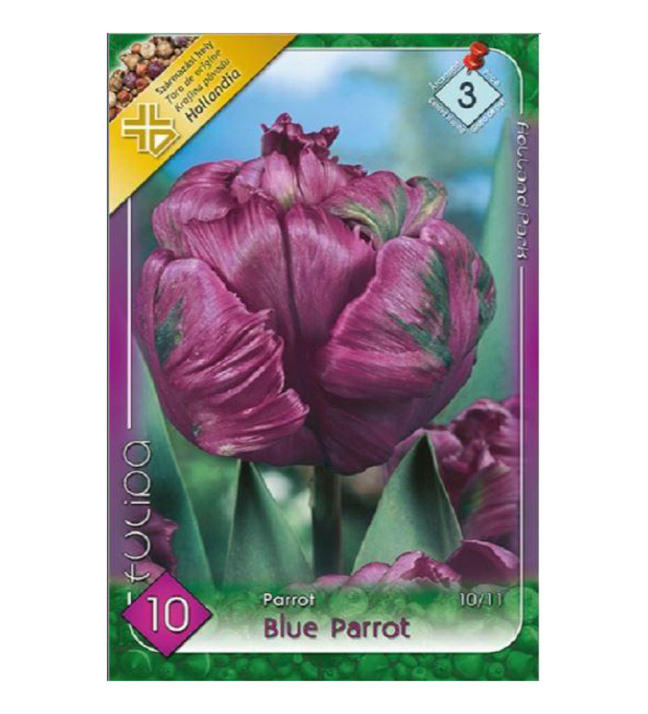 94 Lalele/ Tulipa parrot Blue Parrot /10/