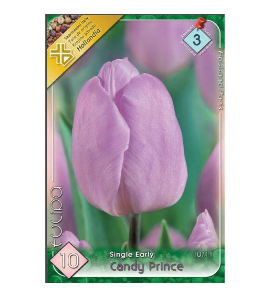 Lalele/ Tulipa single early Candy Prince /10/
