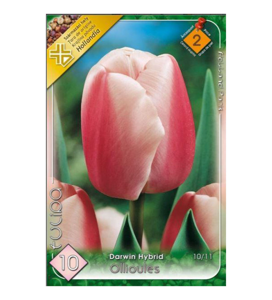 Lalele/ Tulipa darwin hybrid Ollioules /10/