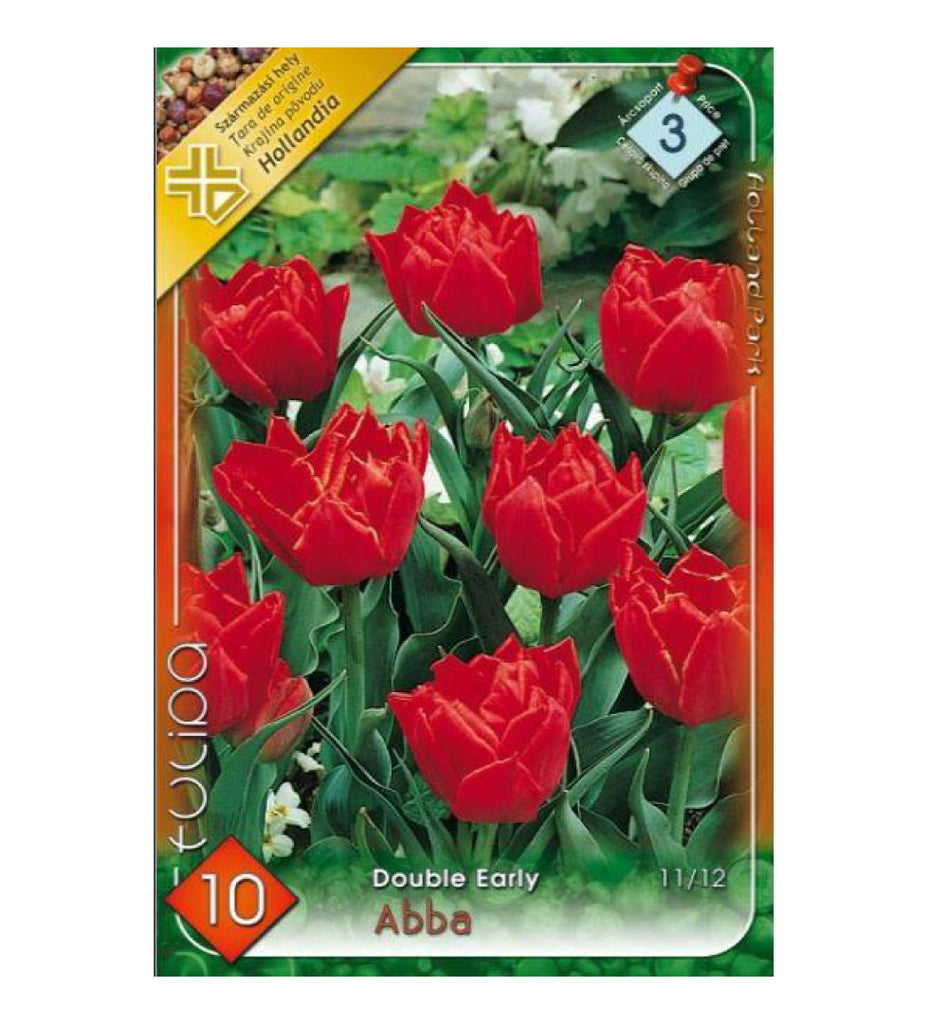 Lalele/ Tulipa double early Abba /10/