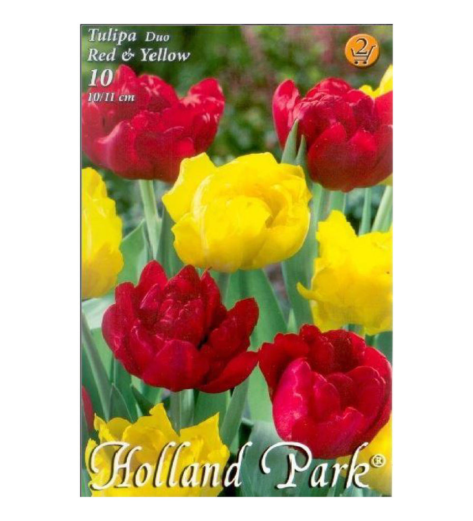 Lalele/ Tulipa duo double Red&Yellow /10/