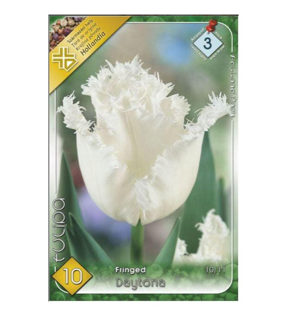 102 Lalele/ Tulipa fringed Daytona/Honeymoon /7/