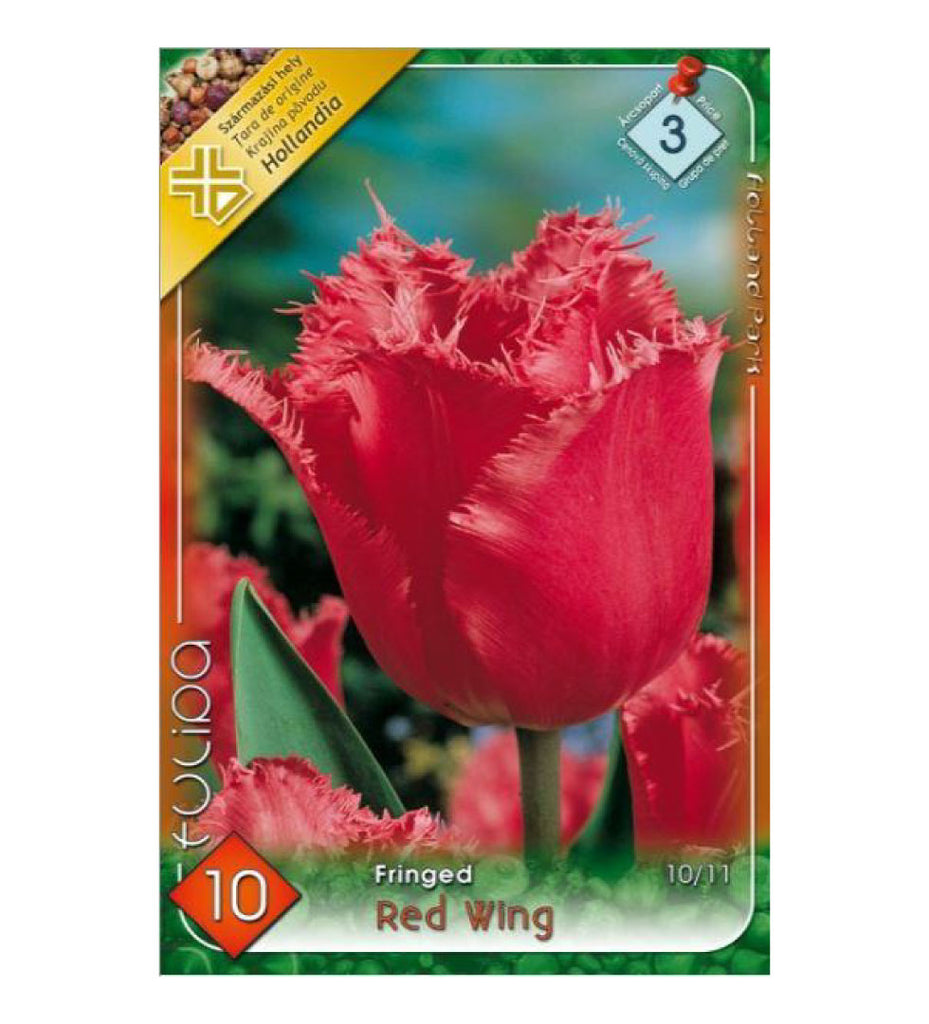 Lalele/ Tulipa fringed Red Wing /10/