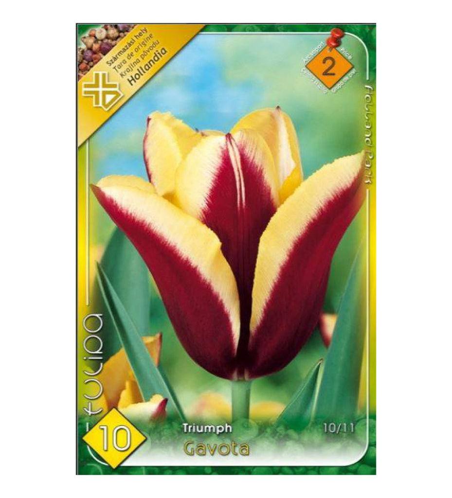 Lalele/ Tulipa triumph Gavota /10/