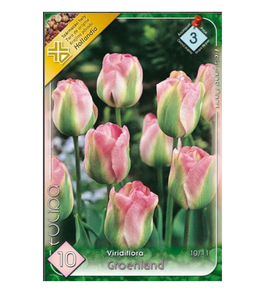 Lalele/ Tulipa viridiflora Groenland /10/