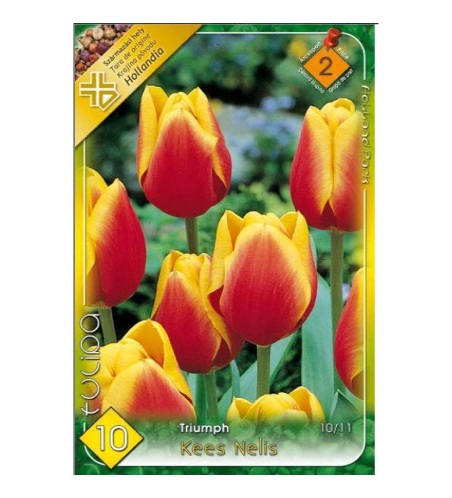 72 Lalele/ Tulipa triumph Kees Nelis /6/