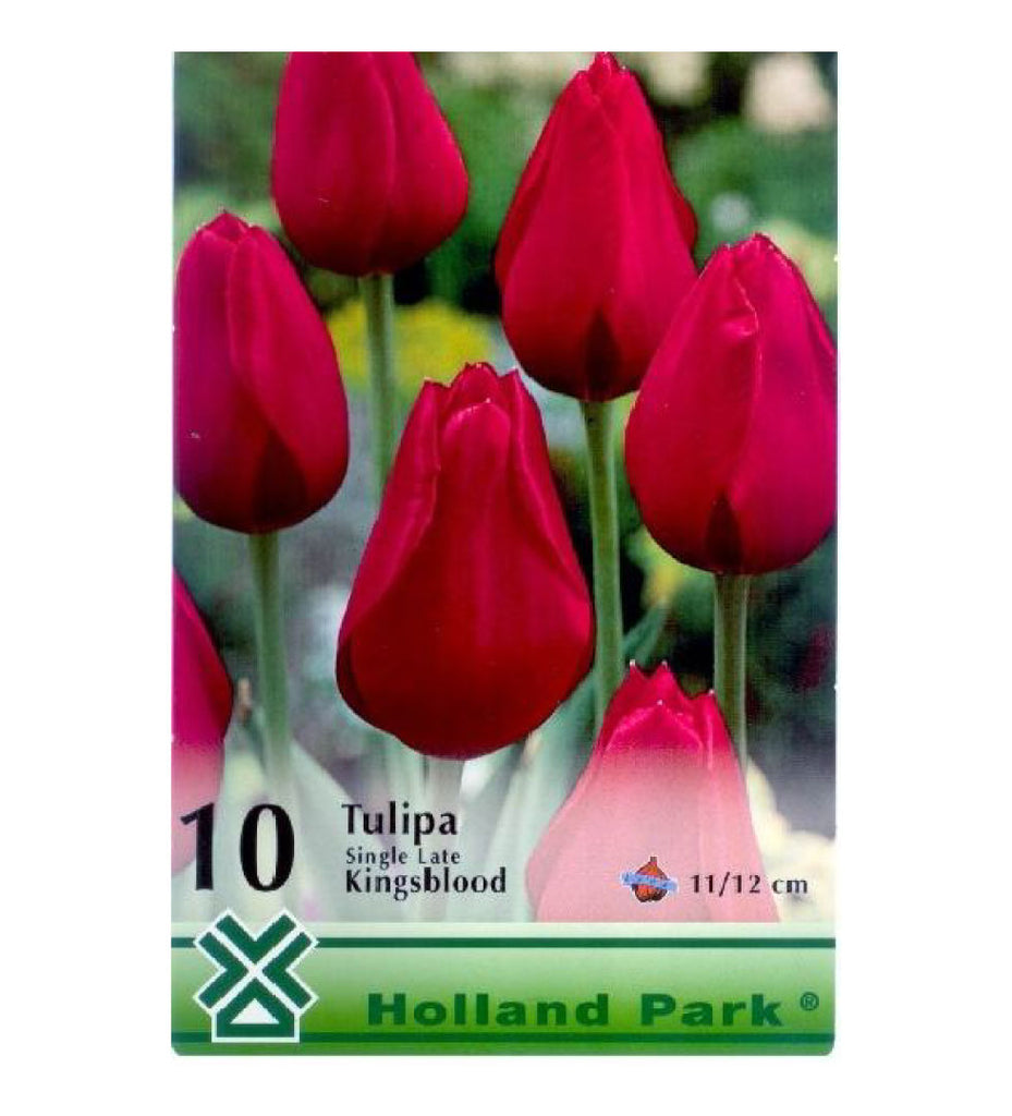 Lalele/ Tulipa single late Kingsblood /10/