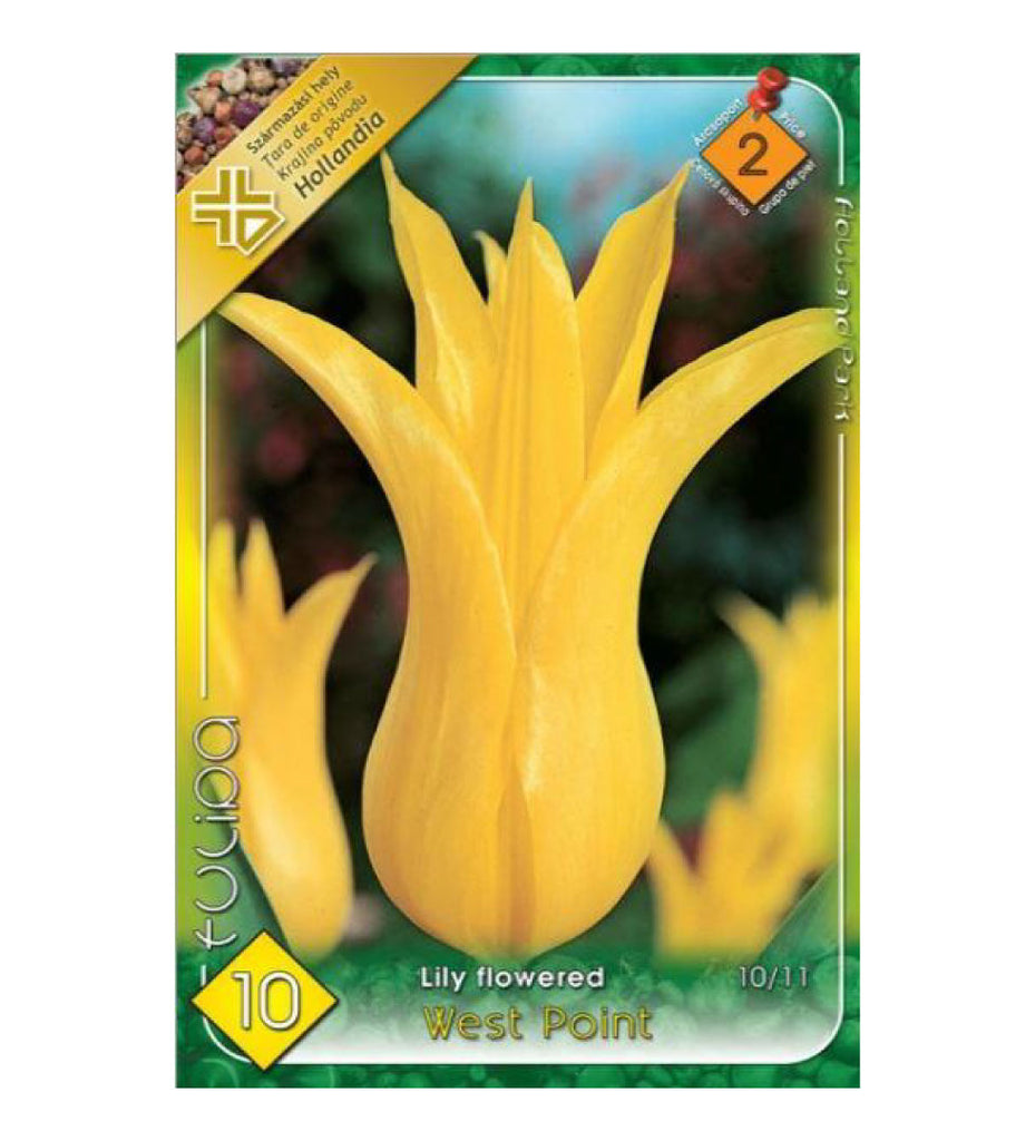 Lalele/ Tulipa lily flowered West Point /8/