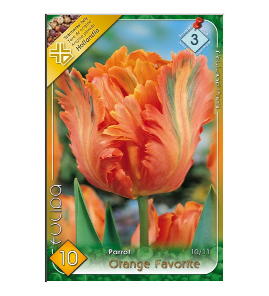Lalele/ Tulipa parrot Orange Favorite/10