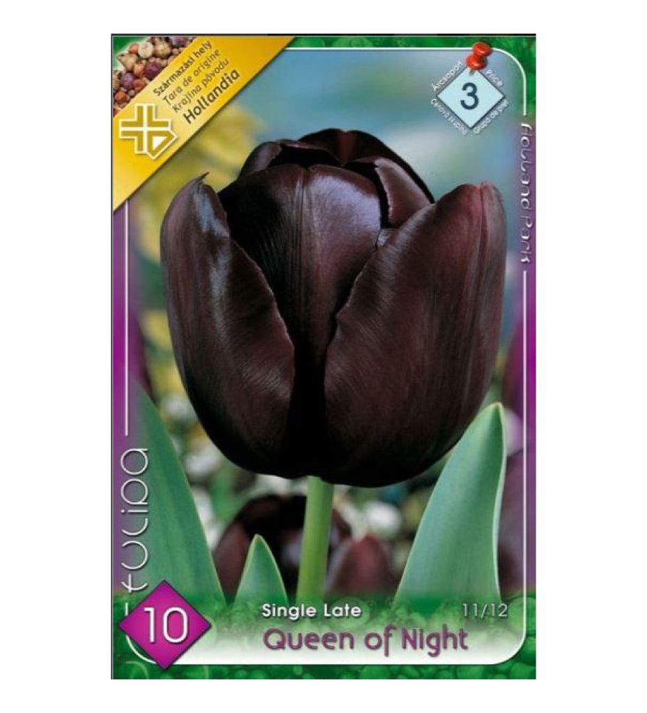 Lalele/ Tulipa single late Queen of Night /10/