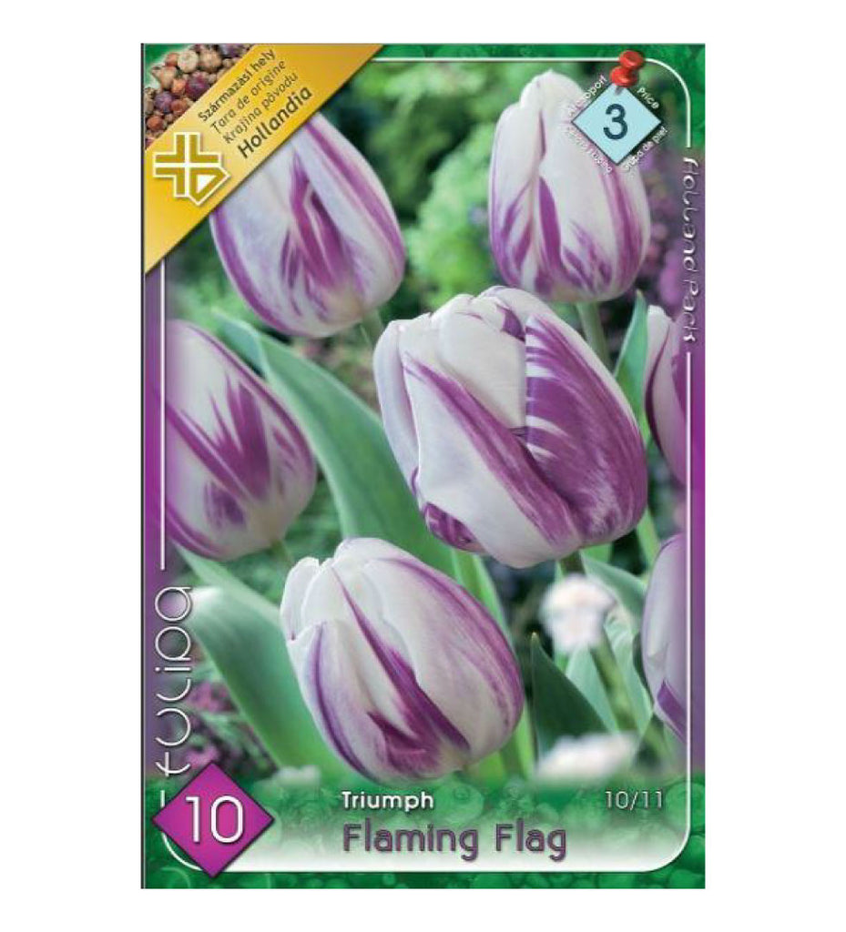Lalele/ Tulipa triumph Flaming Flag /10/
