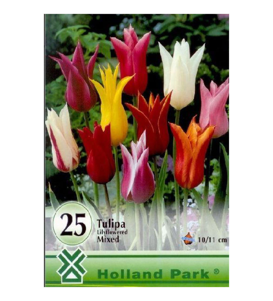 Lalele/ Tulipa lily flowered mixed /25/