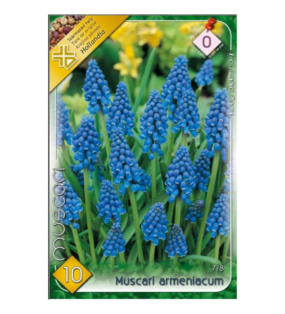 Muscari armeniacum /10/