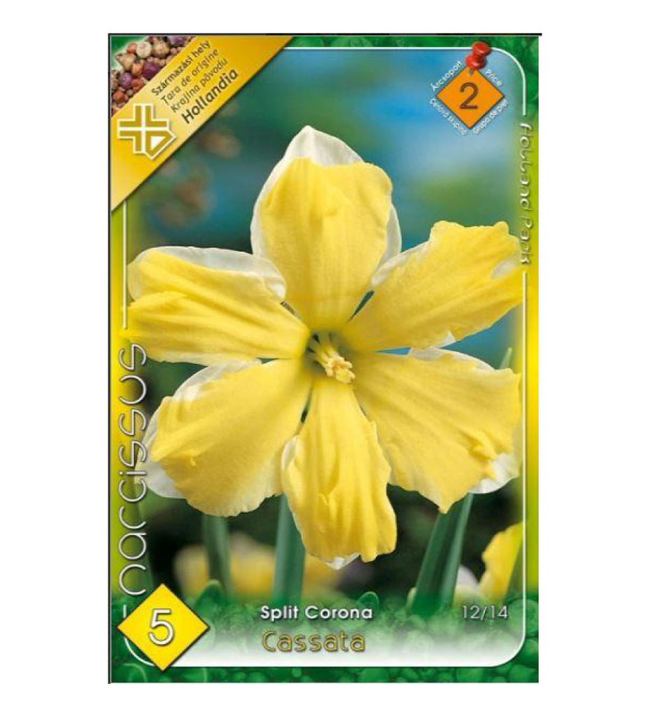 Narcise/ Narcissus Cassata /5/