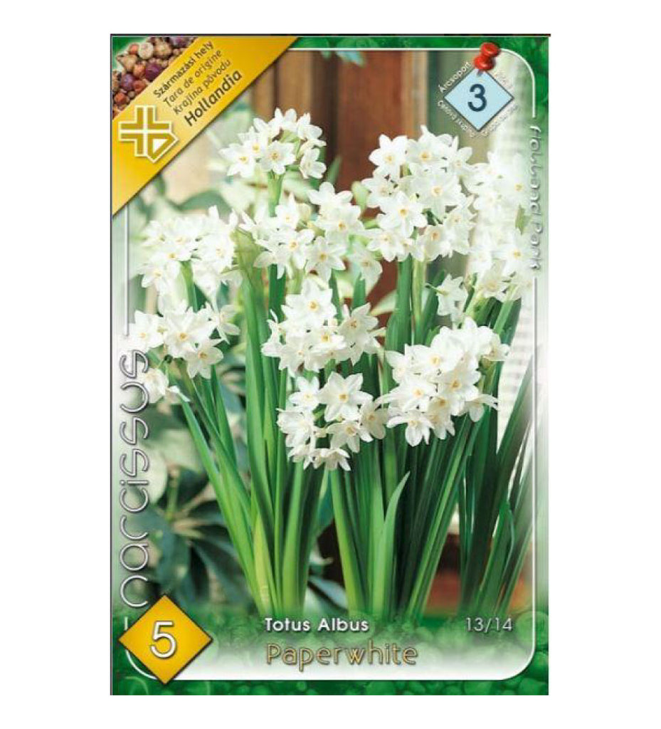 Narcise/ Narcissus Paperwhite /5/