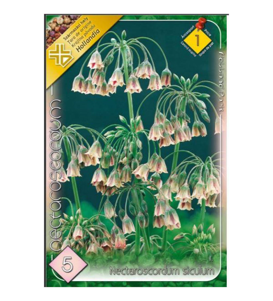 Nectaroscordum siculum /5/