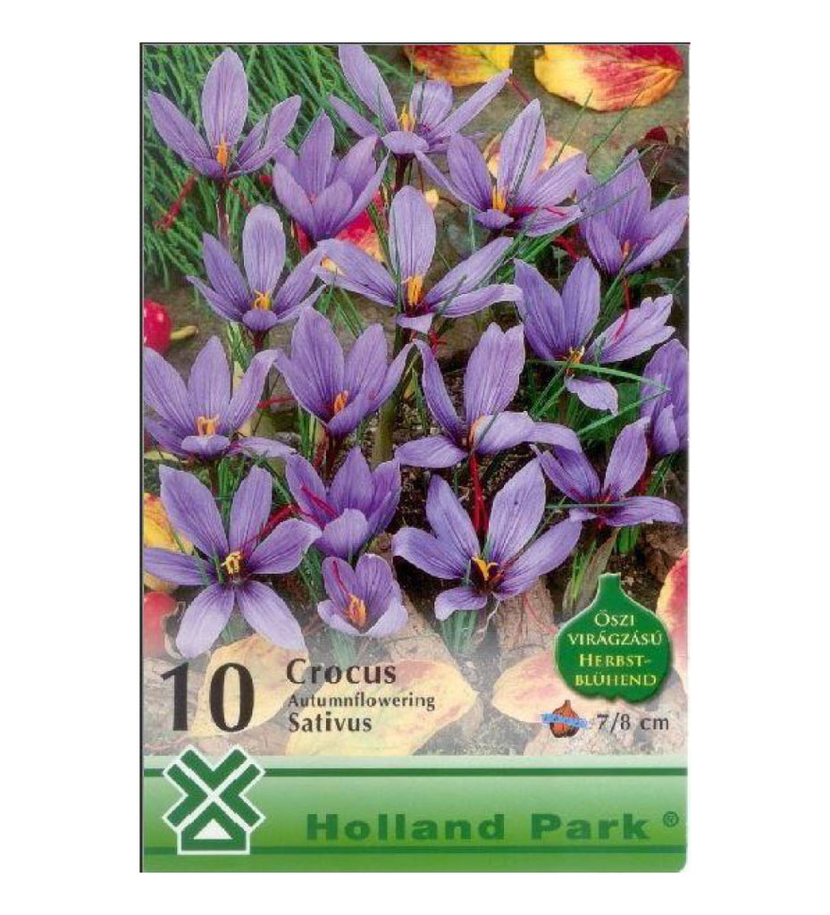 Crocus sativus /10/