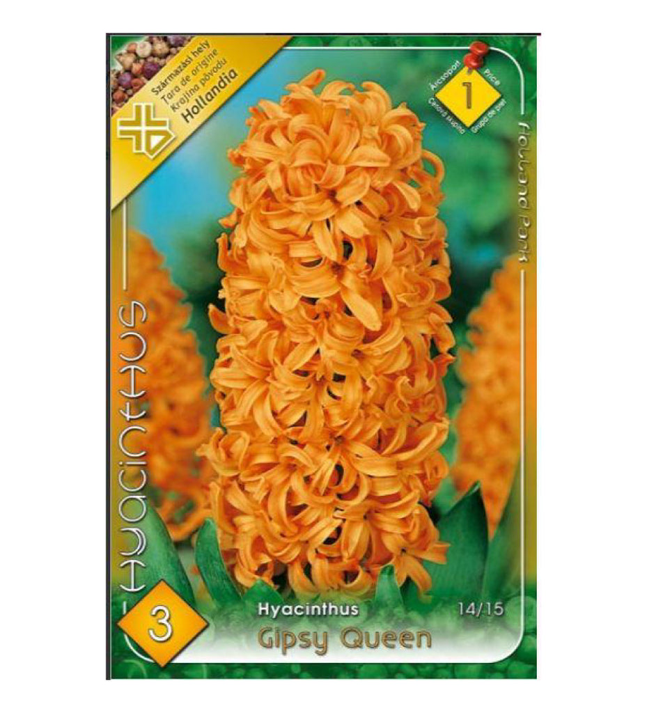 Zambile / Hyacinthus Gipsy Queen /3/