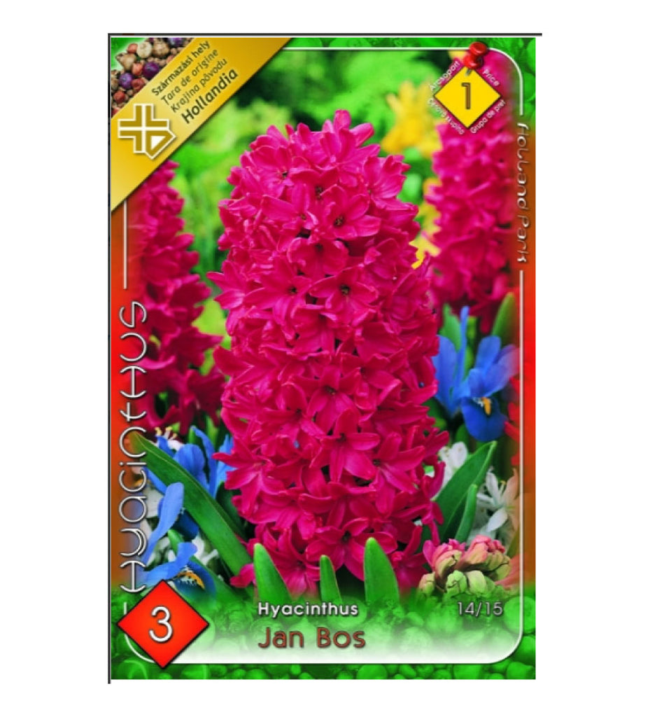 Zambile / Hyacinthus Jan Bos /3/