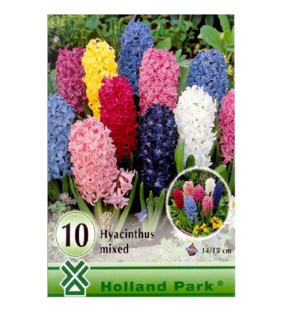 Zambile / Hyacinthus mixed big pack /10/