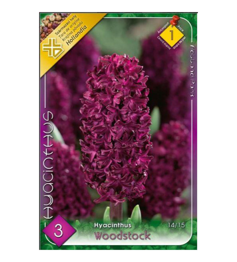 Zambile / Hyacinthus Woodstock /3/