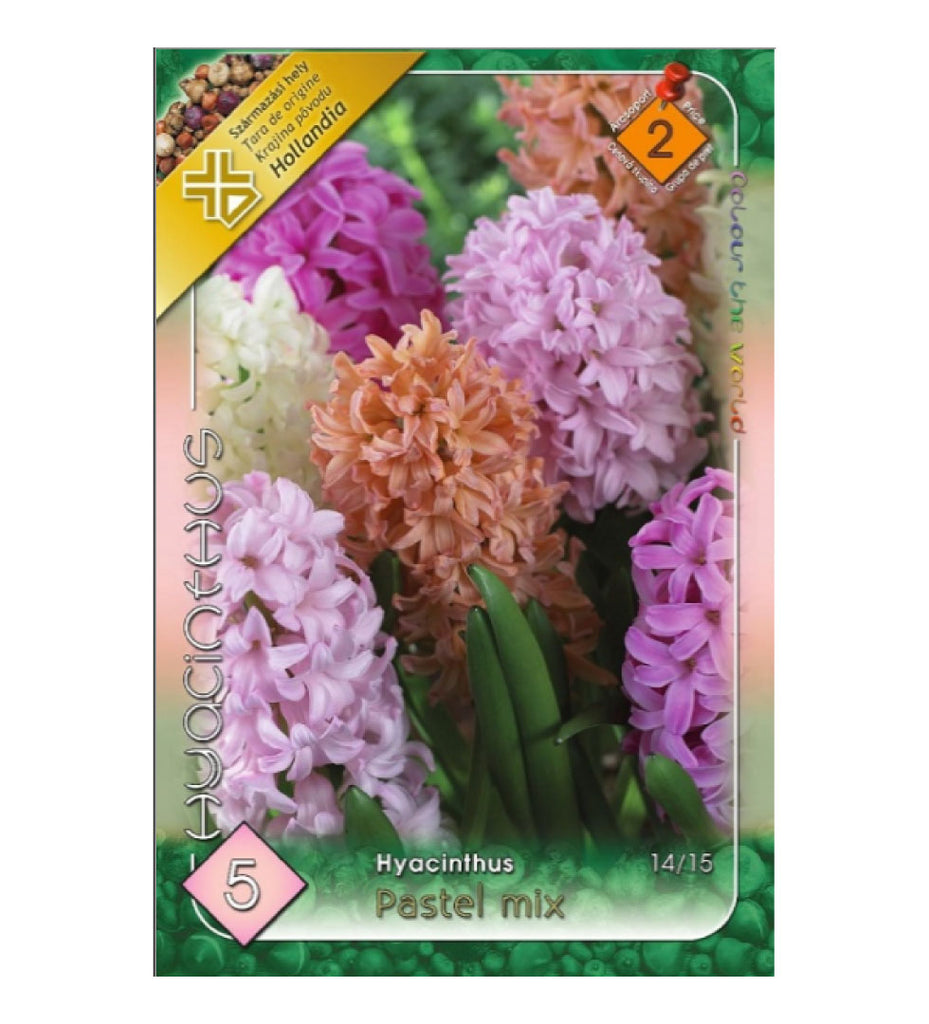 Zambile / Hyacinthus Pastel mixed /5/
