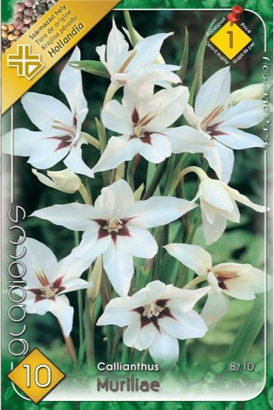 Gladiolus callianthus /10/