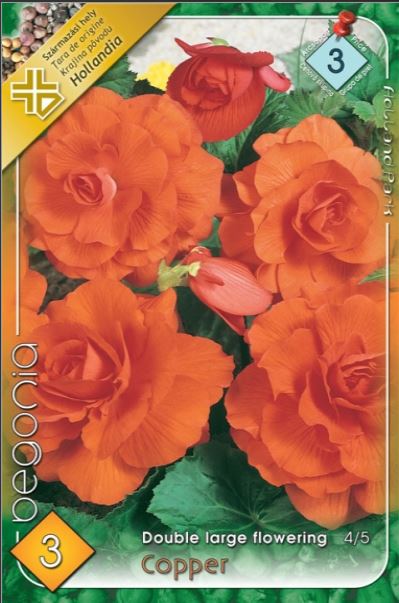 Begonia double large flowering orange /3/