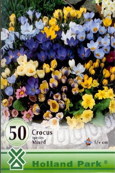 Crocus botanical mixed /50/