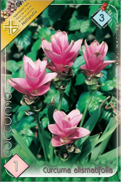 Curcuma alismatifolia /1/