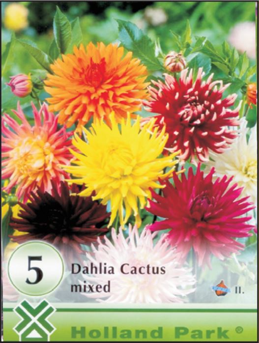 Dahlia cactus mixed /5/