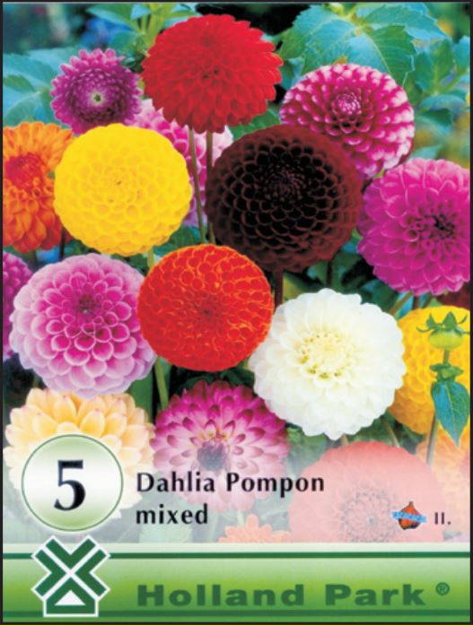 Dahlia pompon mixed /5/