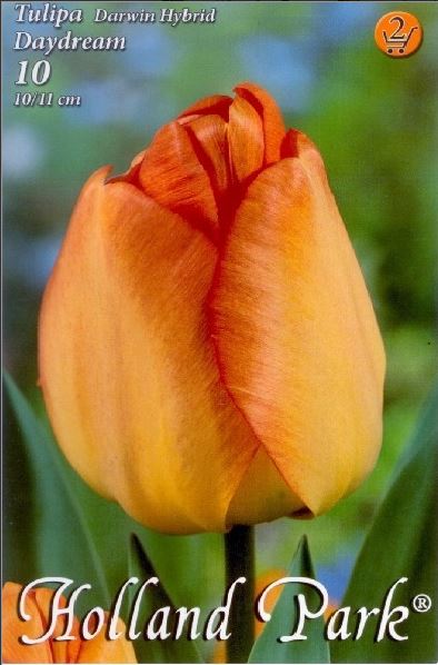 Lalele/ Tulipa darwin hybrid Daydream /10/